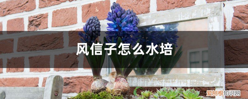 风信子水培几天开花 风信子怎么水培，能开几次花