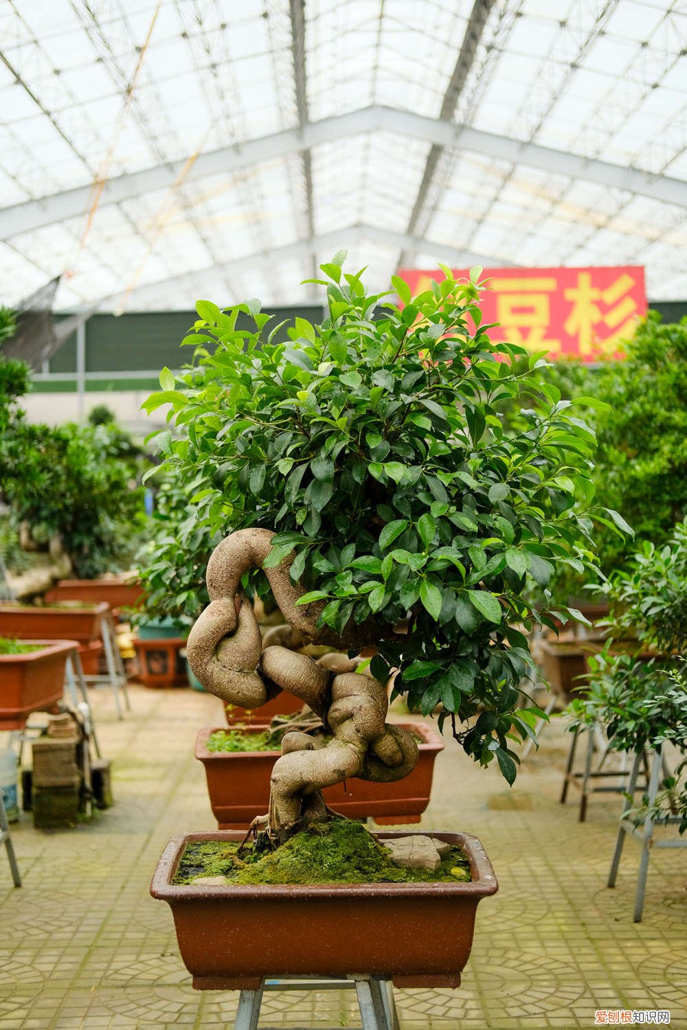 人参榕盆栽怎么修剪更科学 季节、造型方法 人参榕如何修剪