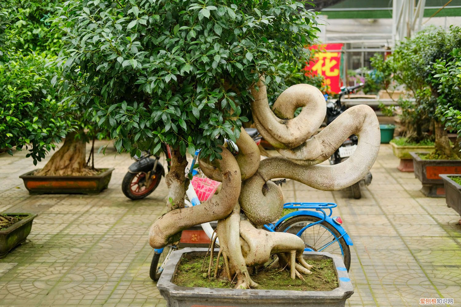 人参榕盆栽怎么修剪更科学 季节、造型方法 人参榕如何修剪