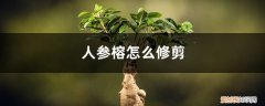 人参榕盆栽怎么修剪更科学 季节、造型方法 人参榕如何修剪
