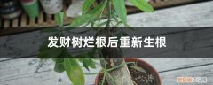 发财树烂根后重新生根,只需3步怎么办 发财树烂根后重新生根，只需3步！