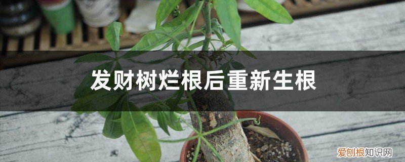 发财树烂根后重新生根,只需3步怎么办 发财树烂根后重新生根，只需3步！