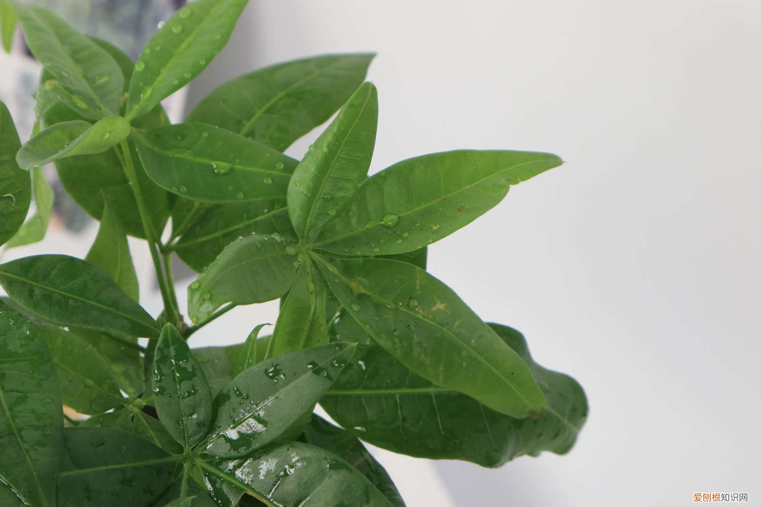 发财树烂根后重新生根,只需3步怎么办 发财树烂根后重新生根，只需3步！