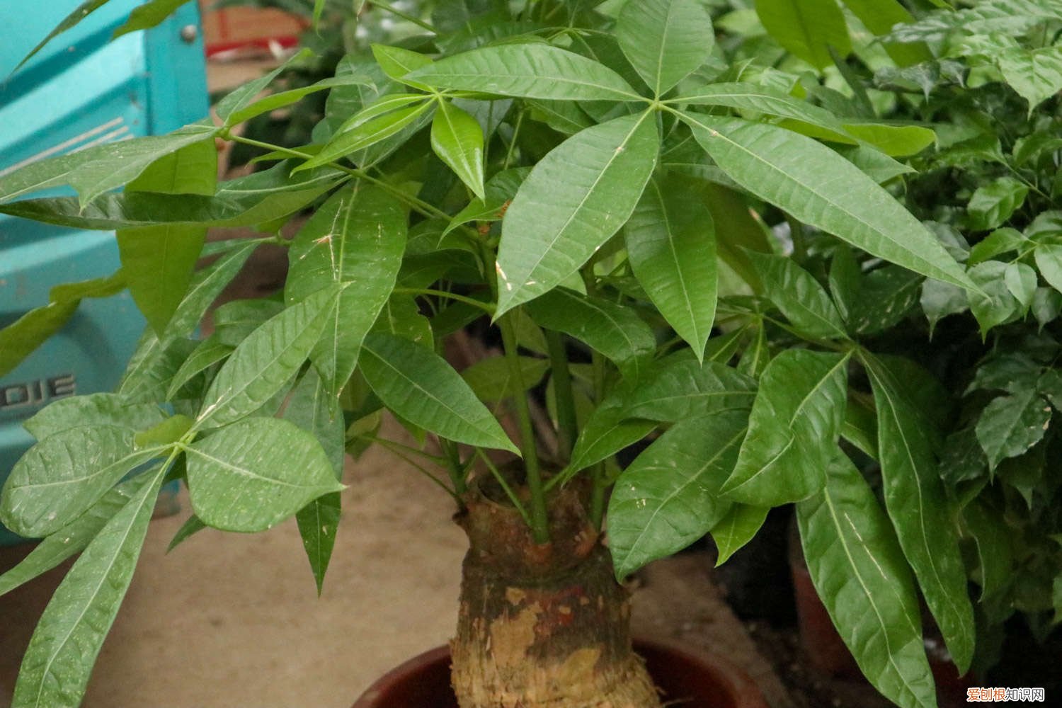 发财树烂根后重新生根,只需3步怎么办 发财树烂根后重新生根，只需3步！