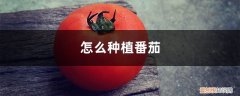怎么种植番茄能长得更好 怎么种植番茄