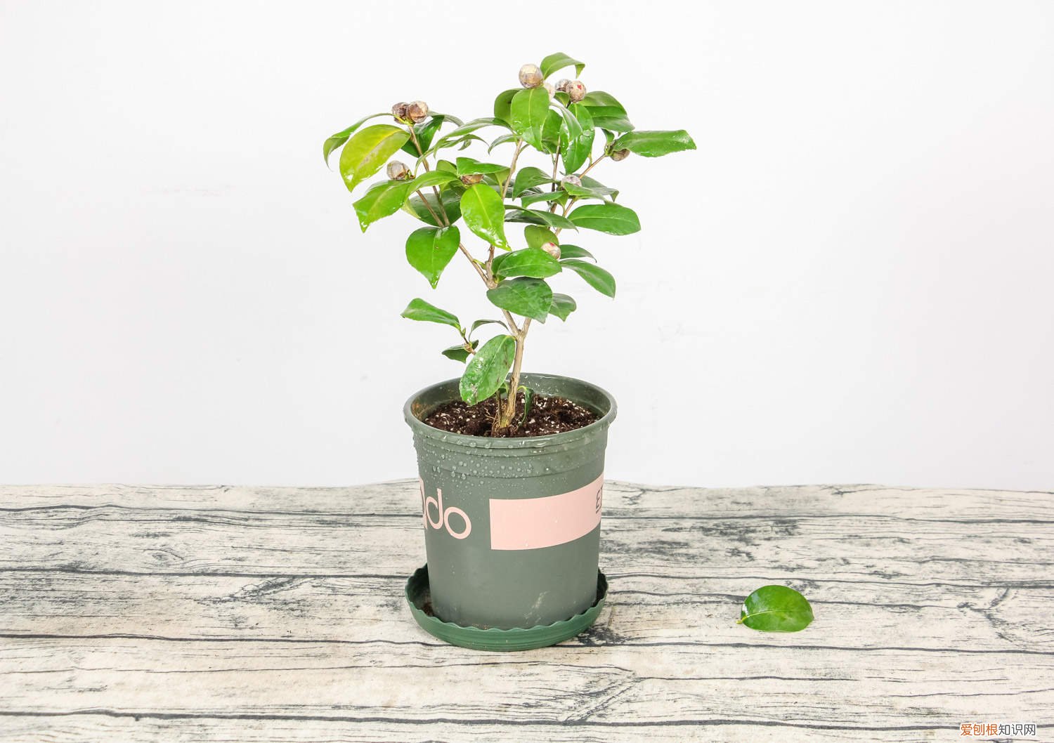 刚买回来茶花的养殖方法和注意事项 刚买回来的茶花怎么养