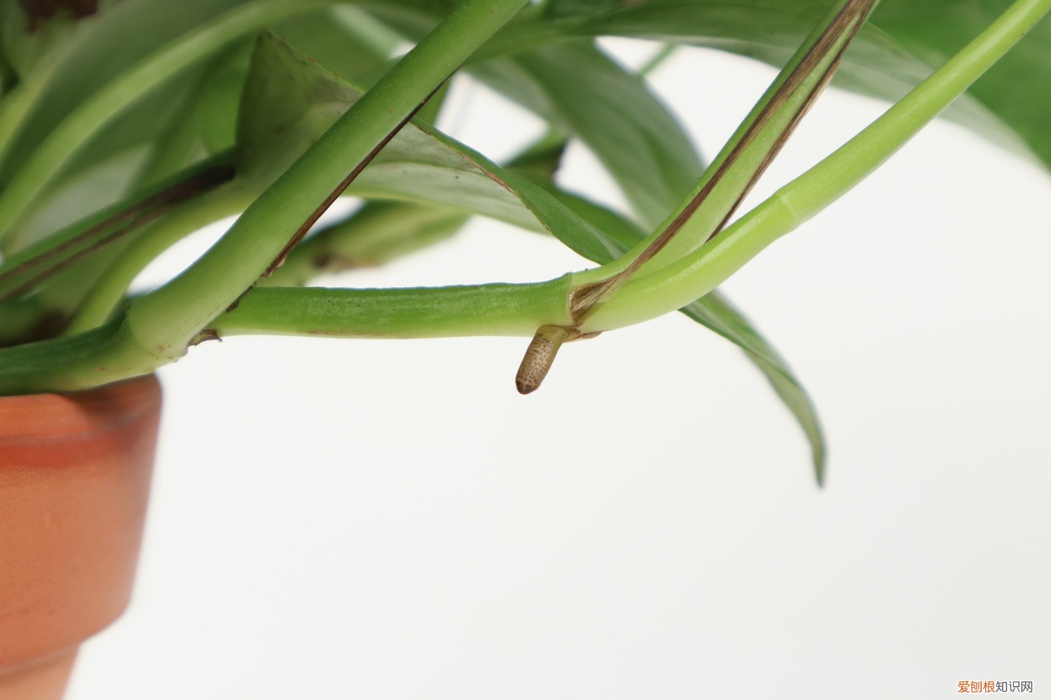 水培绿萝营养液如何自制 水培绿萝营养液自制方法