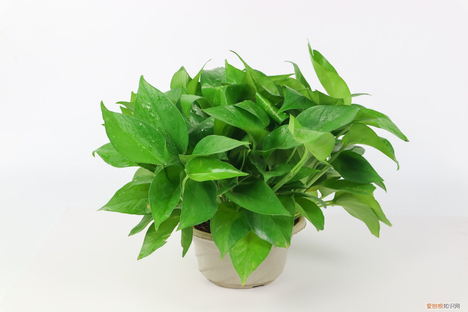 水培绿萝营养液如何自制 水培绿萝营养液自制方法