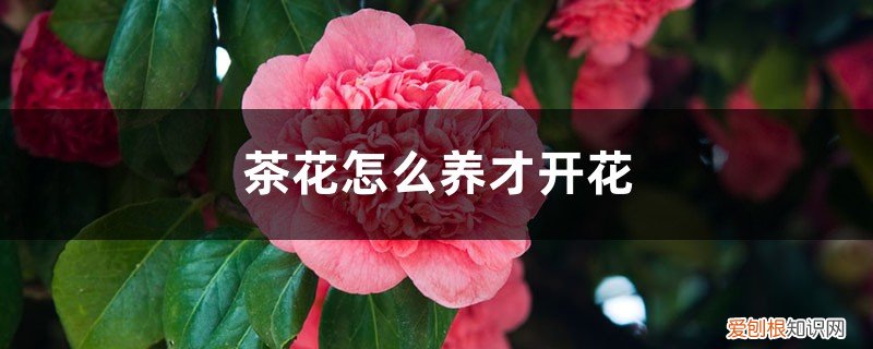 茶花怎么养才开花图片 茶花怎么养才开花