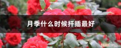 请问月季扦插什么时候适合 月季什么时候扦插最好，怎么扦插