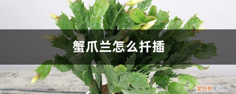 蟹爪兰怎么扦插能活 蟹爪兰怎么扦插