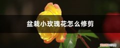 盆栽小玫瑰花开花后修剪 小玫瑰花的盆栽的花期，怎么修剪