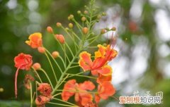 龙血树叶子发黄的原因和防治办法 龙血树叶子发黄的原因及其解决办法