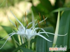 文殊兰种植方法 文殊兰的养殖方法