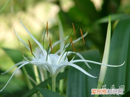 文殊兰种植方法 文殊兰的养殖方法