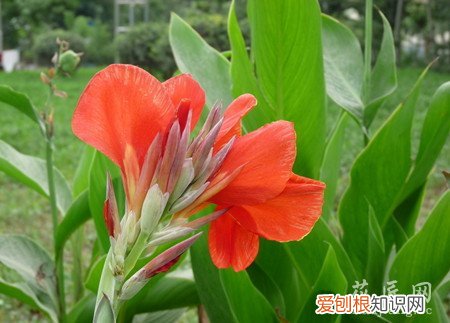美人蕉的栽培技术 美人蕉的养殖方法有哪些？