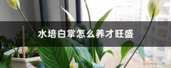 水培的白掌怎么养才好 水培白掌怎么养才旺盛