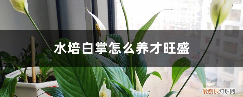水培的白掌怎么养才好 水培白掌怎么养才旺盛