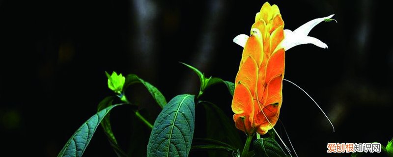 盆栽金银花喜阳还是喜阴 黄金塔花怎么养，喜阴还是喜阳