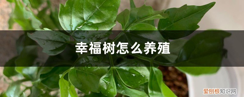 幸福树根部叶子发黄怎么办 幸福树怎么养殖，根部发黄怎么办