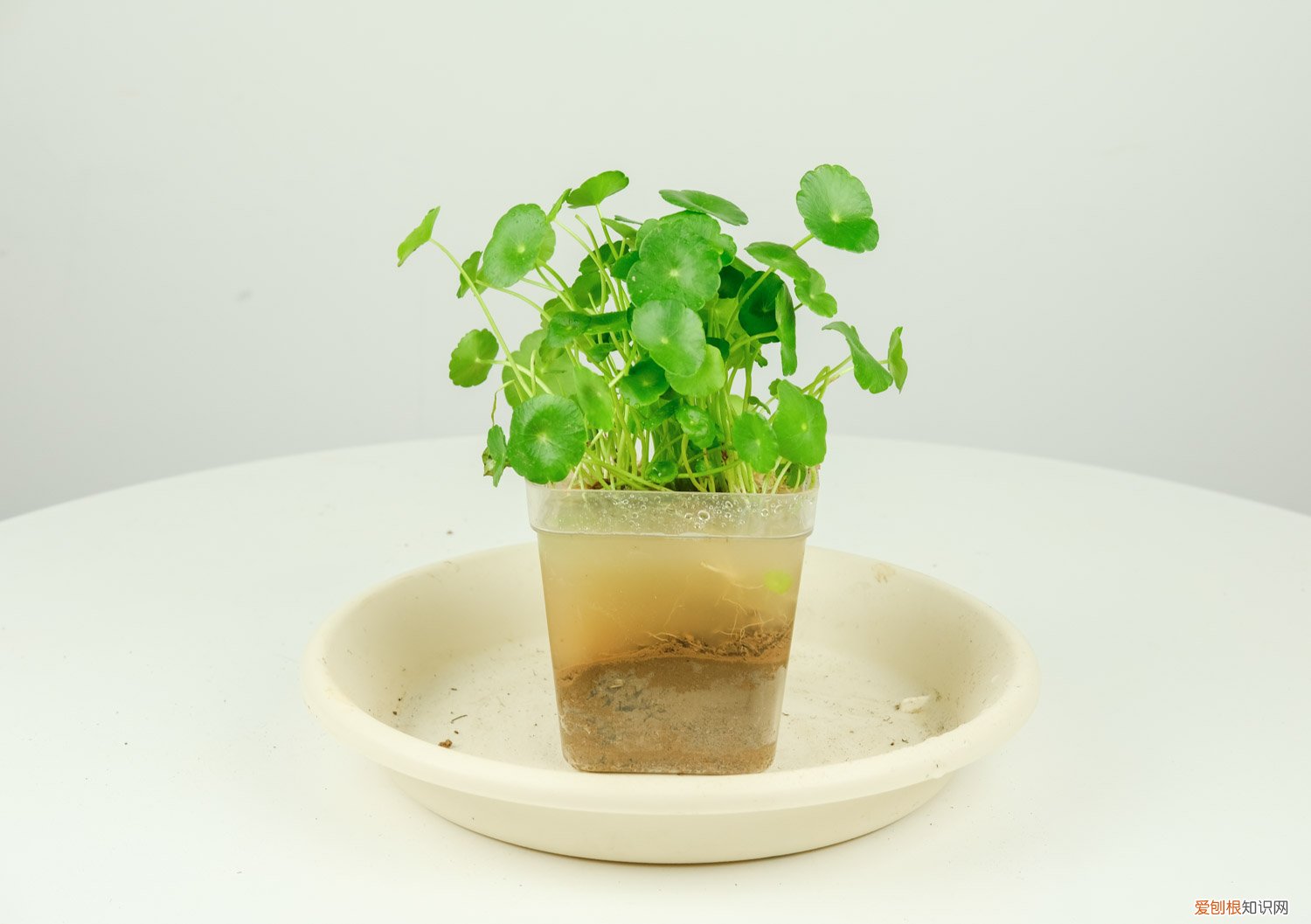 水培铜钱草的养殖方法 水培和土培方法 铜钱草怎么养殖