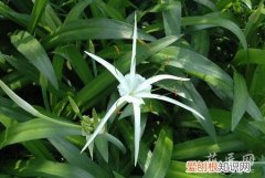文殊兰烂根的处理方法图片 文殊兰烂根的处理方法