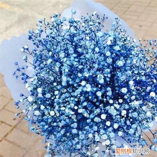 满天星的花语和寓意 满天星适合送什么人