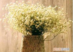 满天星的花语和寓意 满天星适合送什么人