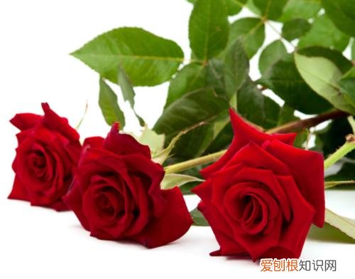 33朵玫瑰花语的含义 33朵玫瑰多少钱