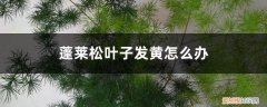 新栽的蓬莱松叶子黄了,掉落怎么处理好 新栽的蓬莱松叶子黄了、掉落怎么处理