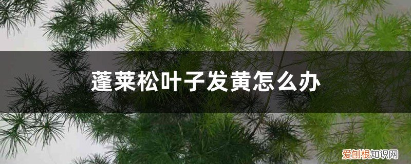 新栽的蓬莱松叶子黄了,掉落怎么处理好 新栽的蓬莱松叶子黄了、掉落怎么处理