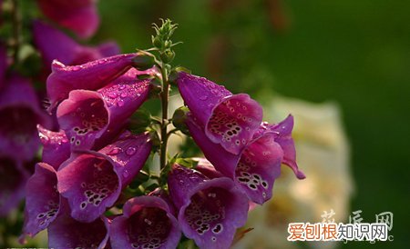 风铃花的播种时间是什么时候呢英语 风铃花的播种时间是什么时候呢