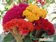 鸡冠花怎么养活 鸡冠花的养殖方法