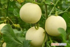 狗能吃甜瓜吗为什么 狗能吃甜瓜吗