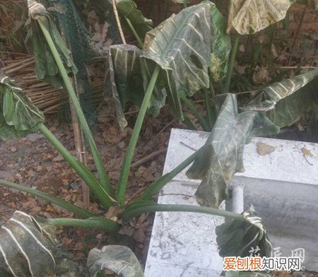 滴水观音秋冬天的养护 滴水观音冬天应该怎么养？