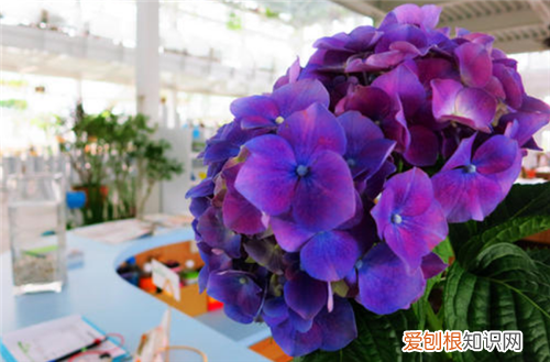 什么东西代表爱情 男朋友对我失望了怎么办