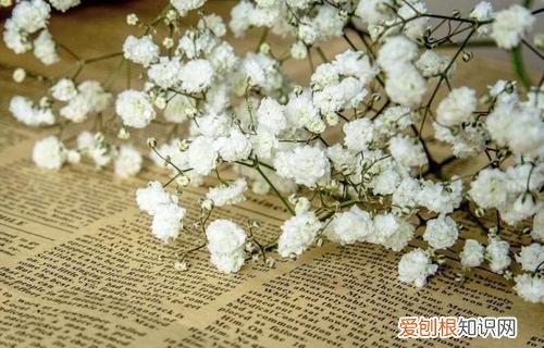 满天星适合送什么人 满天星的花语及寓意