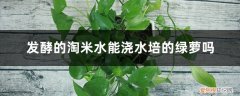 发酵的淘米水可以直接浇绿萝吗 水培绿萝能用淘米水吗，淘米水浇花要发酵几天？