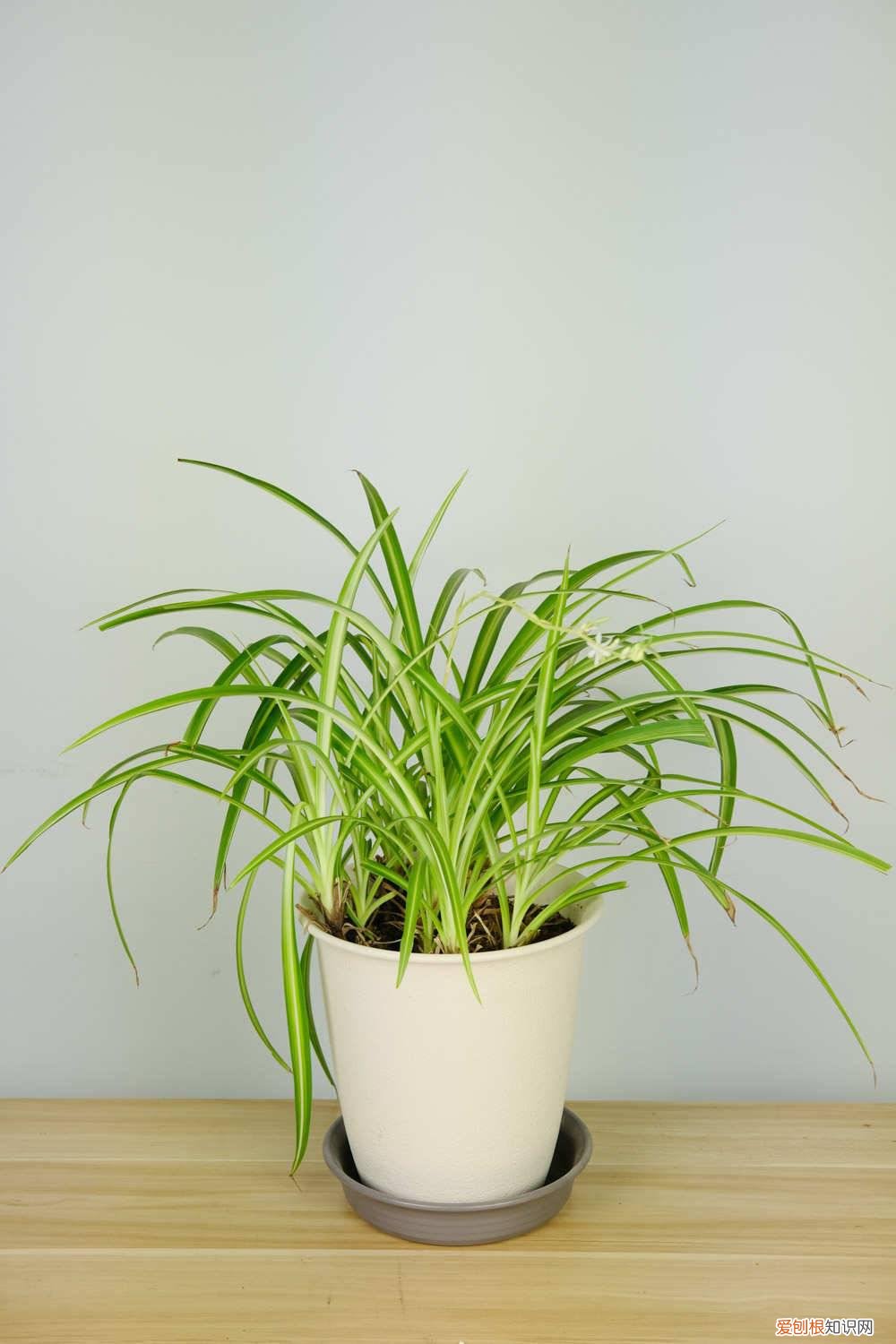 新栽的吊兰发黄怎么办 吊兰发黄怎么办：新栽、土培、水培处理方法