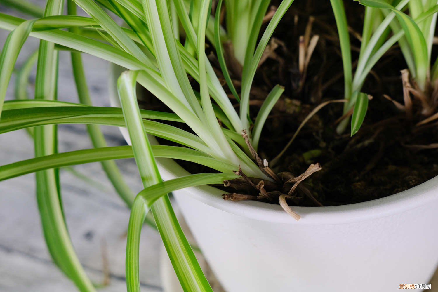 新栽的吊兰发黄怎么办 吊兰发黄怎么办：新栽、土培、水培处理方法