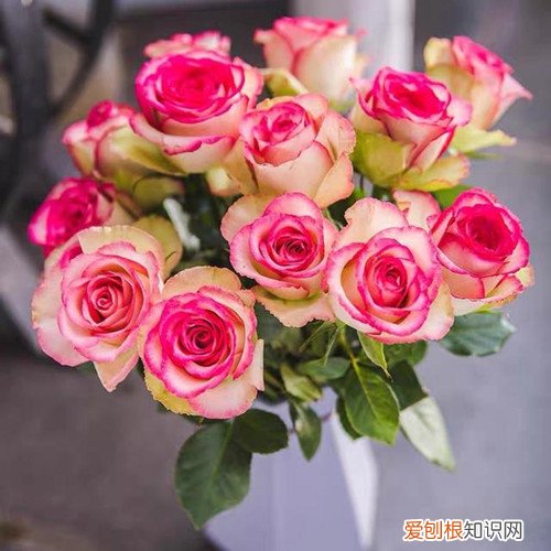 17朵玫瑰花的花语 如何挑选玫瑰花