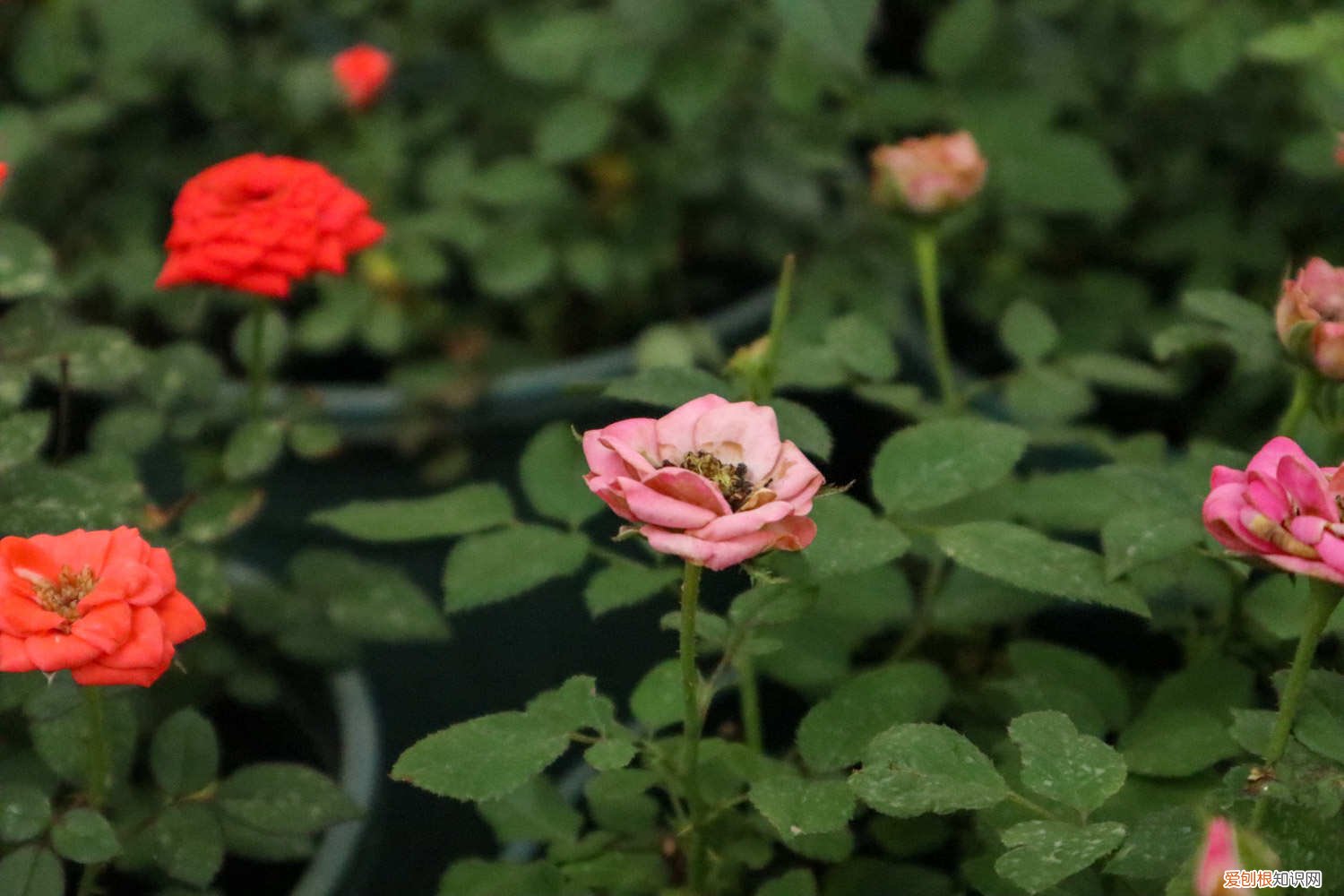 月季花嫁接用什么砧木 嫁接步骤图 月季花嫁接用啥砧木