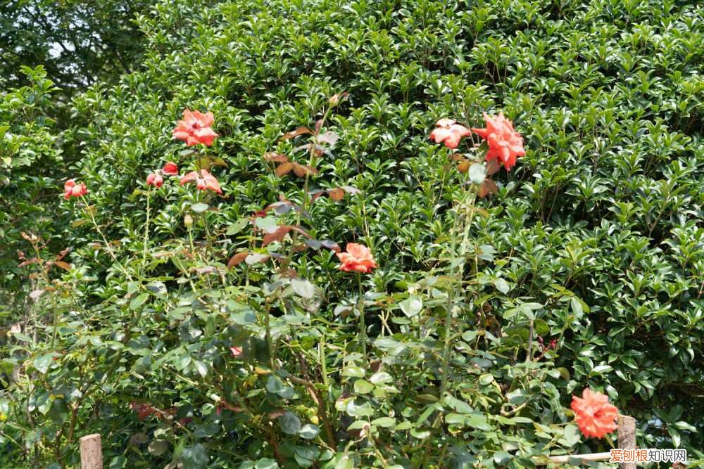 月季花嫁接用什么砧木 嫁接步骤图 月季花嫁接用啥砧木