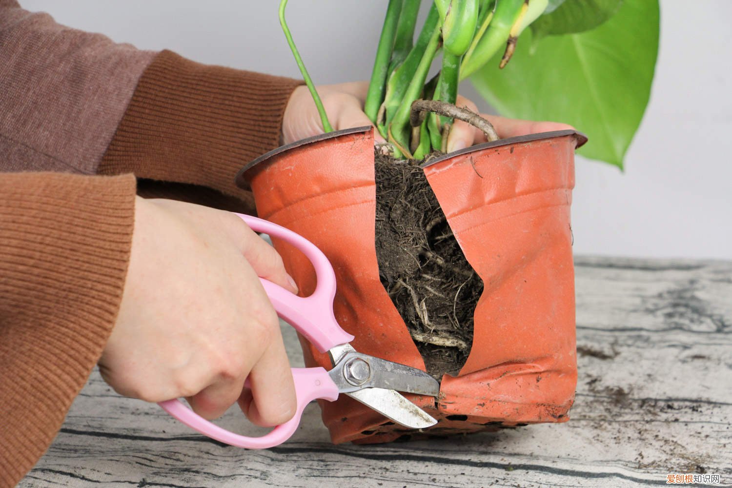 龟背竹怎么养护才能直立生长 龟背竹怎么养护