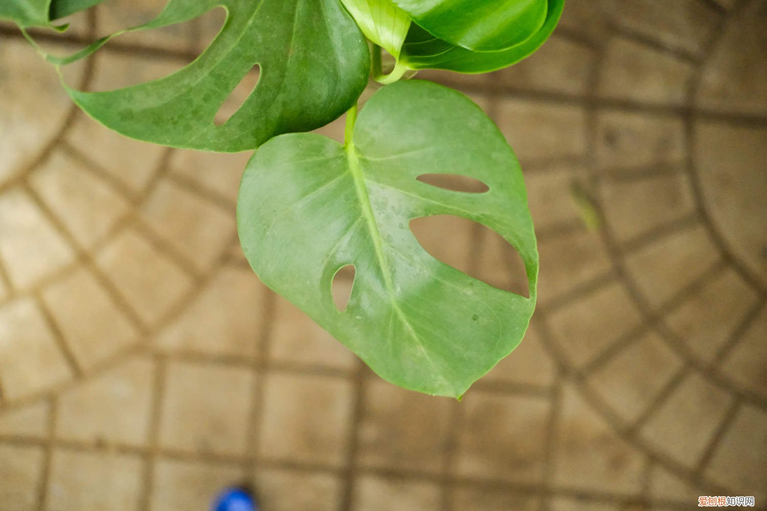 龟背竹怎么养护才能直立生长 龟背竹怎么养护