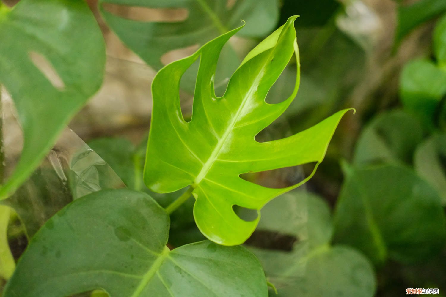 龟背竹怎么养护才能直立生长 龟背竹怎么养护