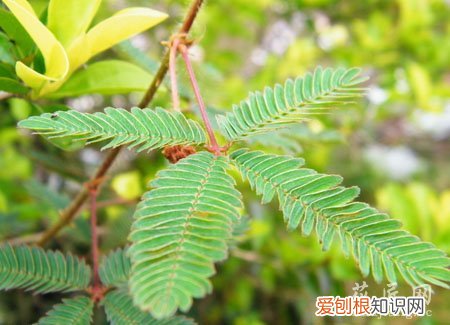 含羞草的生活特性 含羞草在生活中的特有功能
