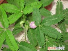 含羞草有毒吗 含羞草为什么害羞
