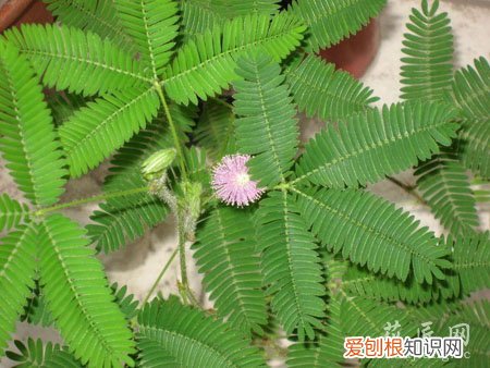 含羞草有毒吗 含羞草为什么害羞