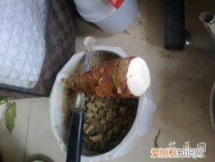 滴水观音根坏了怎么补救 滴水观音烂根应该怎么办？